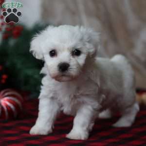 Twinkle, Bichon Frise Puppy